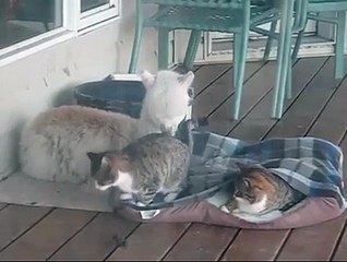 A Baby Alpaca Cuddling Up With Two Cats Is Precious