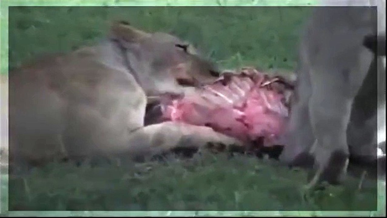Naturaleza Salvaje - Lucha Animal : Leones vs Hienas / Wild Nature - Animal Fight : Lions vs Hyenas