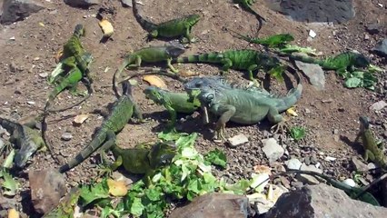 Iguanas em St Martin (Ille de Pinel)