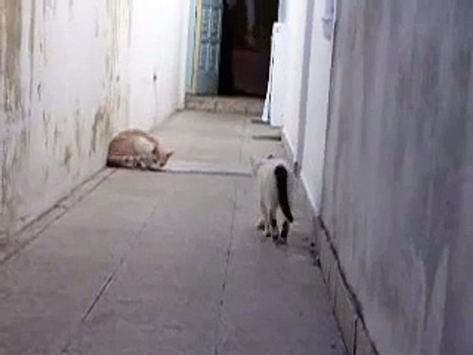 pelea de gatos