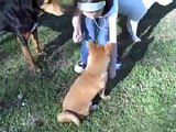 Dallas dog training | Redeeming Dogs | Roo the Shiba Inu puppy socialization