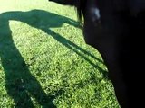 I absolutely love my shadow when its hackney horse William..
