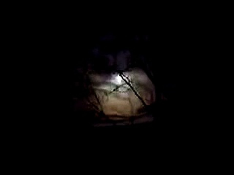 Welsh Wolves Howling at the Moon