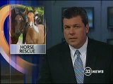 Black Beauty Ranch & Grace Foundation save horses and help people