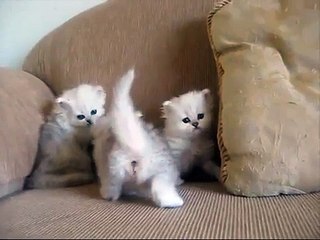 Sunny's babies nearly 4 weeks