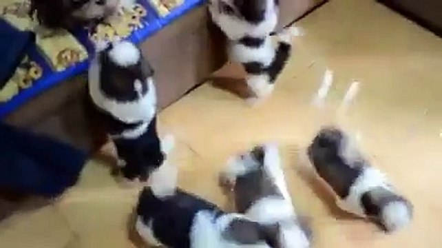 Adorable Shih Tzu Puppies