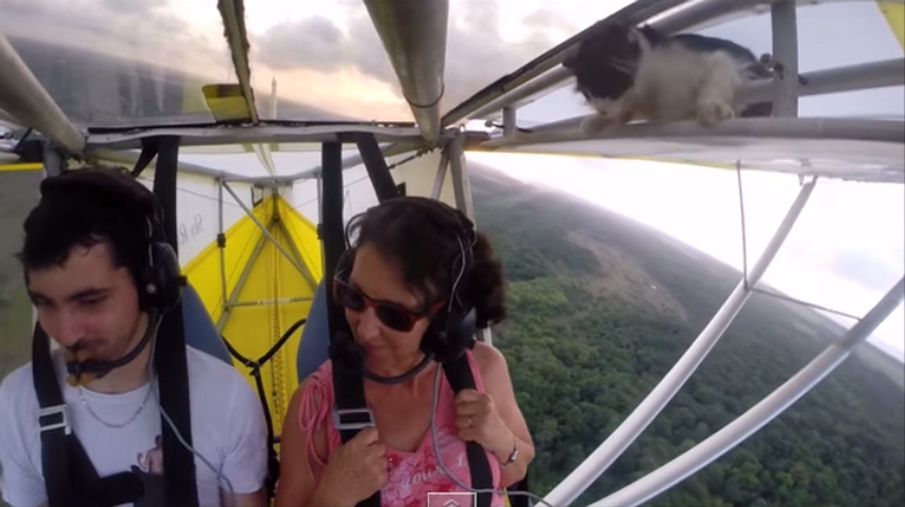 Always Remember To Remove Cat Before Flight