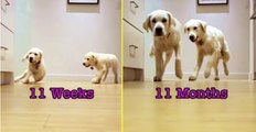 Timelapse Video Records Two Adorable Pups Running For Dinner In 9 Months