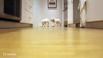 Timelapse: Two puppies run towards their bowl to eat