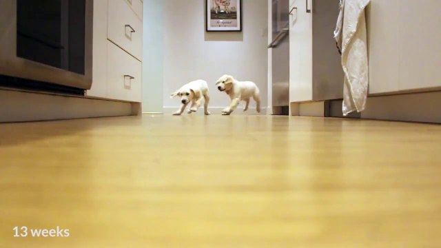Timelapse: Two puppies run towards their bowl to eat