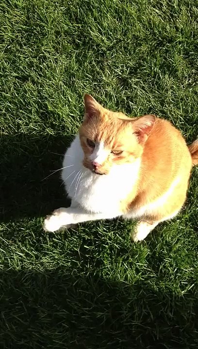 Little DJ shows how the old school cats dance