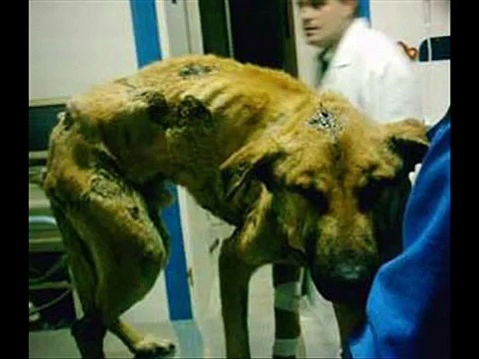 MALTRATO ANIMAL