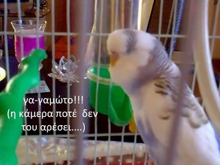 RI.P.  lakis greek talking budgie! παπαγαλος μιλα ελληνικα!