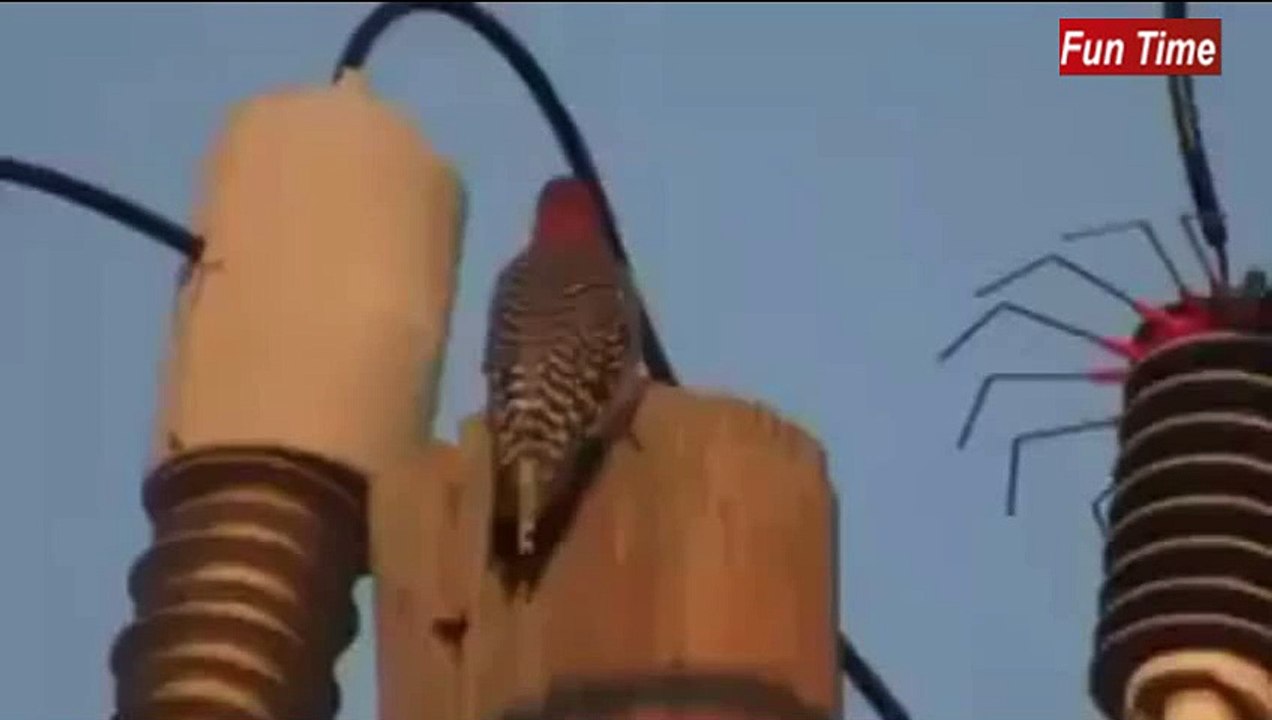Back To The Future - BIRD Edition