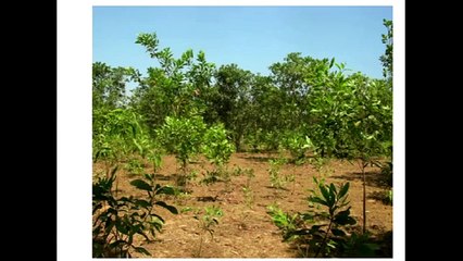 Bamboo, Pyrolysis, Bio-Char & Mycorrhizal Fungi: Nature's Machine to Draw Carbon Down Exponentially