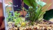 10 Gallon Community Tank - Half Moon Betta, African Dwarf Frogs, Ghost Shrimp, & Snail