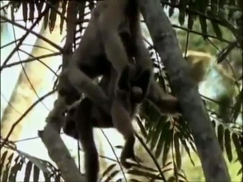 дикиЙ секс у сумасшедших животных, прикольная озвучка