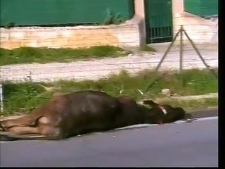 Ruoppolo Teleacras - Una mucca morta