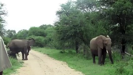 Elephants Trumpeting