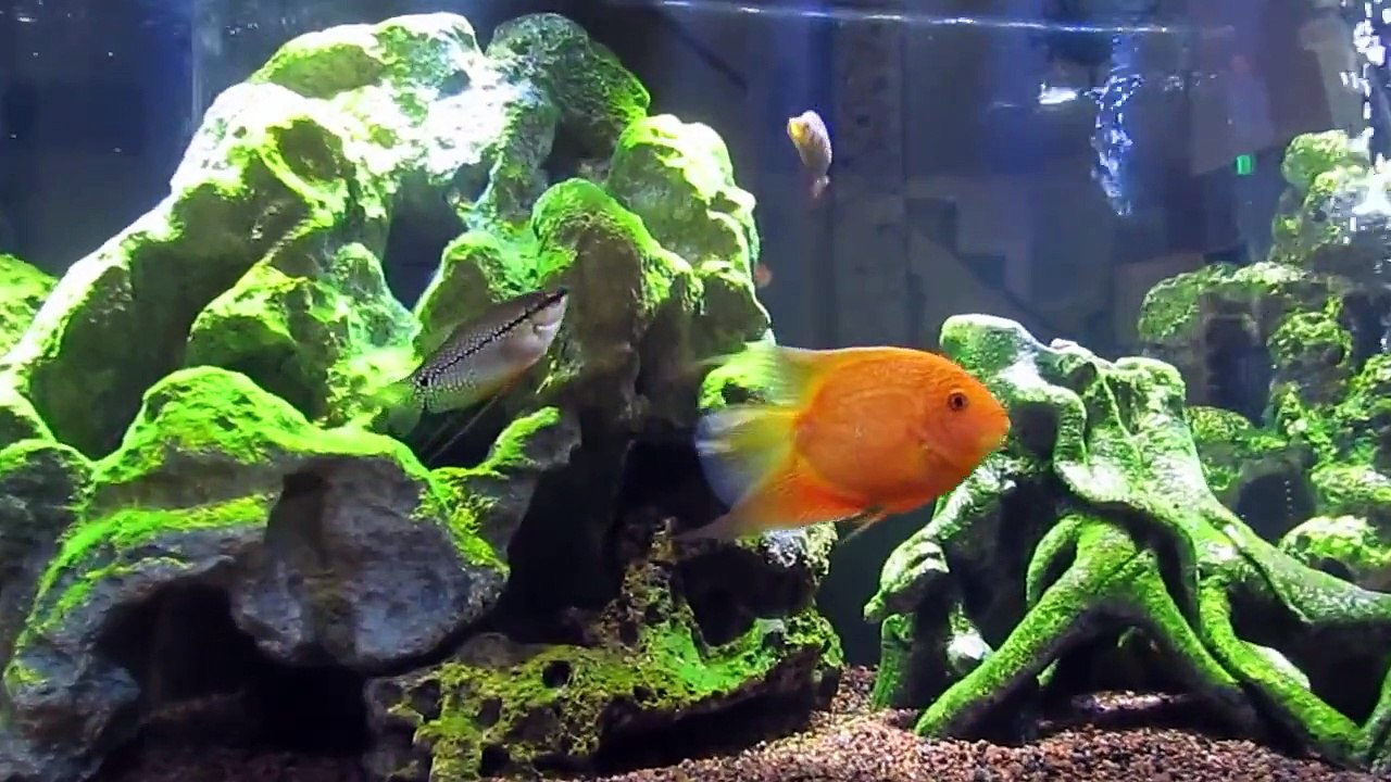 Central & South American Cichlid Tank w/ Electric Blue Jack Dempsey, Super Red Severum, & Firemouths