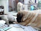 Biggest dog on earth Mastomania Mastiffs with puppies in Zaanstad
