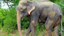 Raju the elephant's tears become smiles after finding new girlfriend