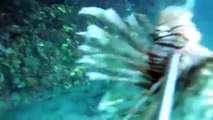 Current Dive - Eleuthera, Bahamas