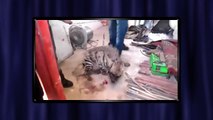 Injured Hyena Brutally Tortured by 