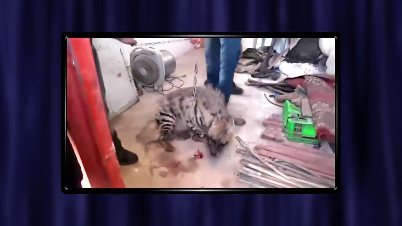 Injured Hyena Brutally Tortured by "Palestinian" Arabs then Saved by Israeli Soldiers