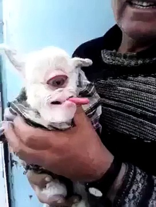 A goat was born with only one eye