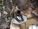 Helping monkey cleaning chores