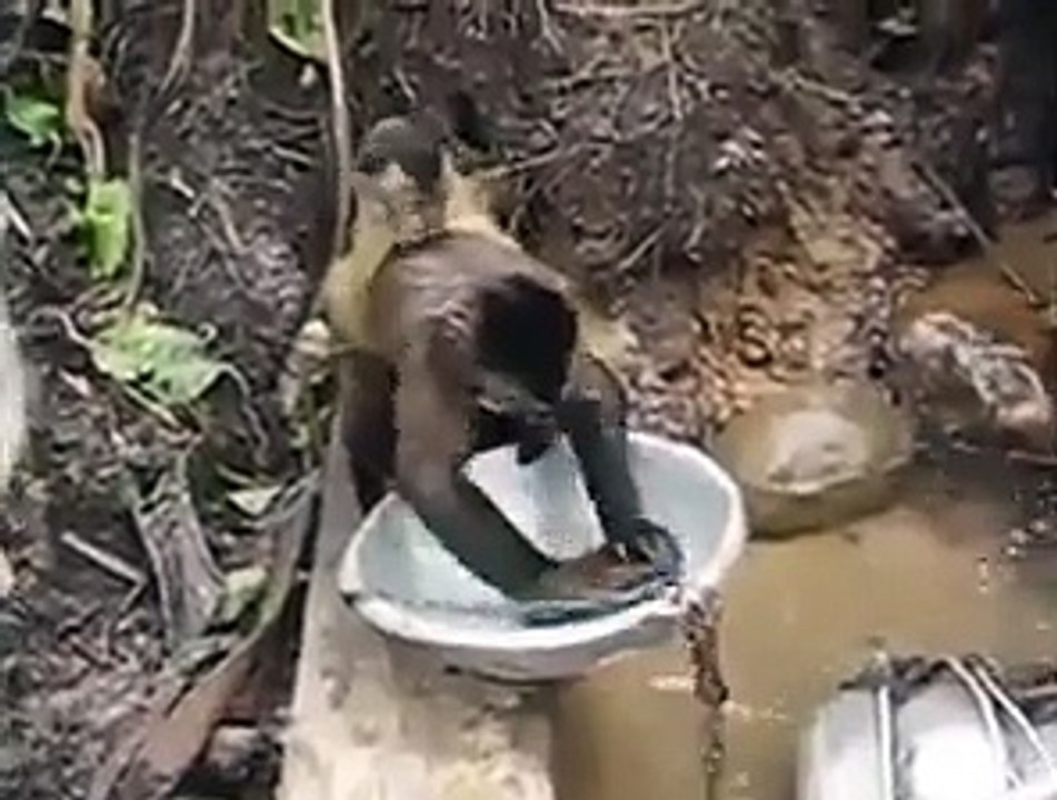 Helping monkey cleaning chores