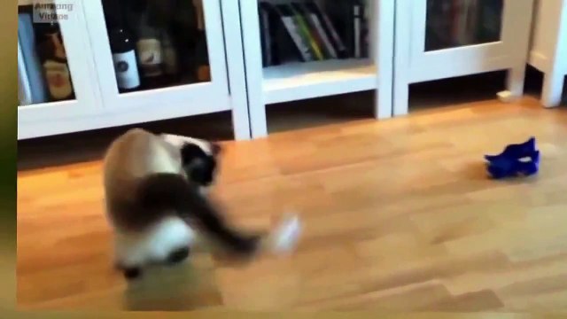 Funny Videos Funny Cat Funny Dog Funny Cats Videos Funny Dogs Videos Funny Cats and Dogs