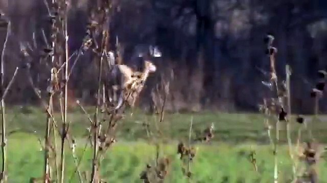 el venado que se nos fue. caceria de venados