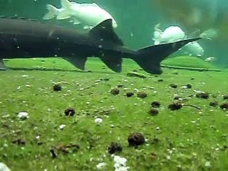 koi vijver johan de kruijf