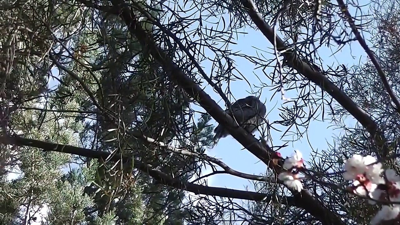 Red Wattlebird Chicks  (•▽•) (•▽•)