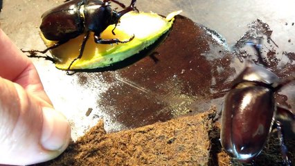 Trypoxylus (Allomyrina) dichotomus - Freshly emerged