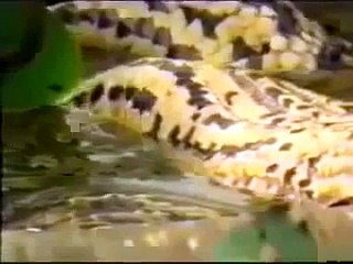 Natural Wild Life Yellow Anaconda Devours Woodstork