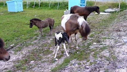 Nyfødt islandsføll forsvares av mora - Icelandic horses in a fight after foaling
