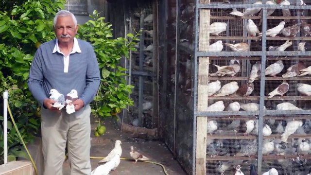 Iranian Pigeons(kaftar irani) Elizada 15.04.2015