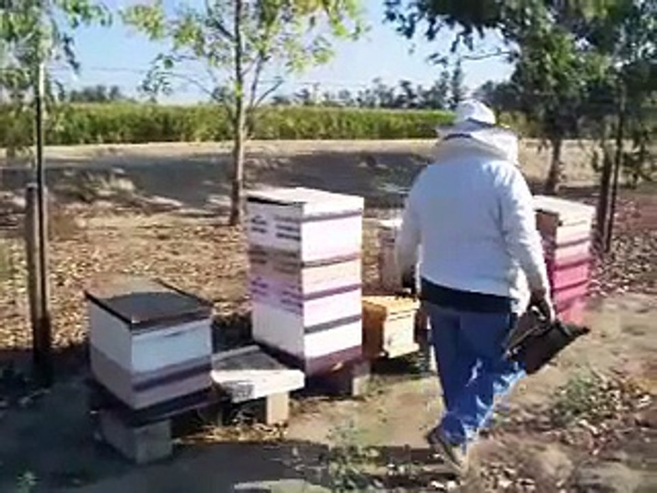 Bee Keeping