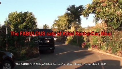 The FABULOUS Cats Cats Cats of Kihei Rent-a-Car, Maui, Hawaii.