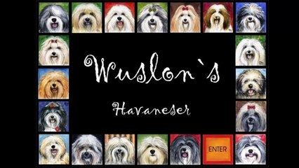 Havaneser - Pflege - Pfoten ausscheren,rund schneiden und Krallen schneiden