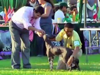 Peruvian Hairless dog Canine Exposure