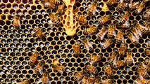 Das Bienensterben bedroht die Menschheit! - Clixoom Science & Fiction