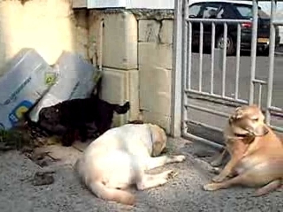 les chiens