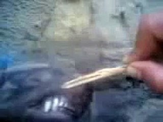 حيوان غريب يعيش في الجزائر.flv