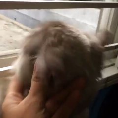 Best Funny Cats Compilation [Most See] Funny Cat Videos Ever 2015