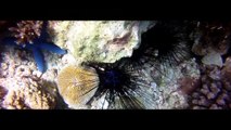 GoPro HD HERO 1 - revived memories - diving in philippines - HD