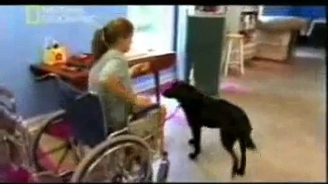 PERROS INTELIGENTES 3/3